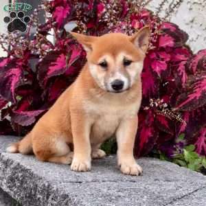 Adele, Shiba Inu Puppy